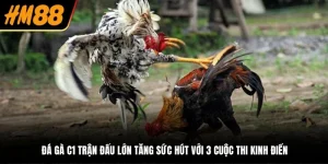 đá gà c1 trận đấu lớn